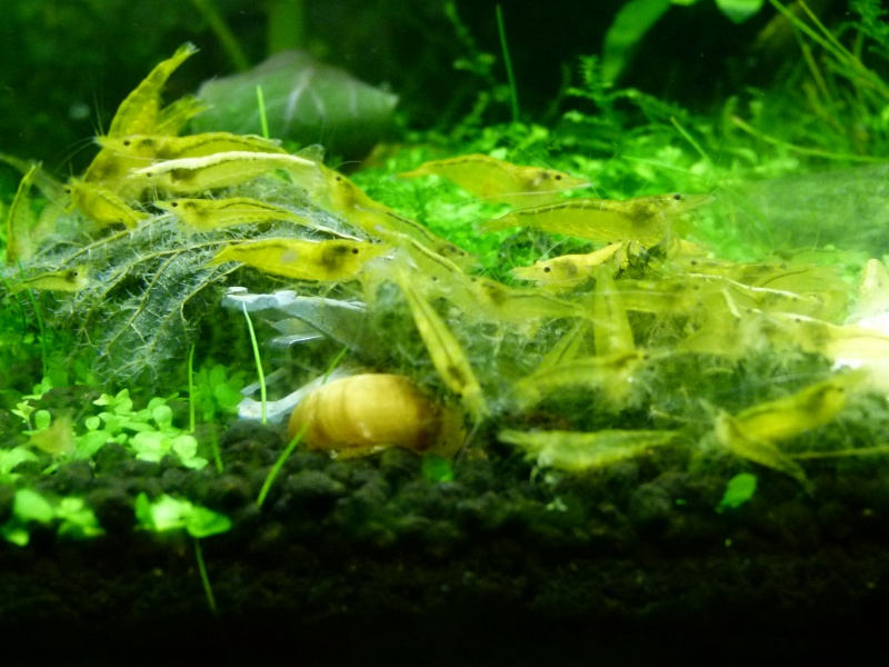 80L crevette yellow Crevet16