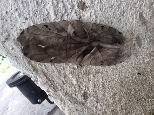 Identification papillon de Mexico [Dysdaemonia boreas] Unname11