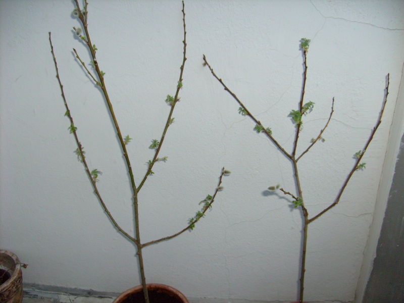 Gartenlaube - Seite 2 Zz_00210