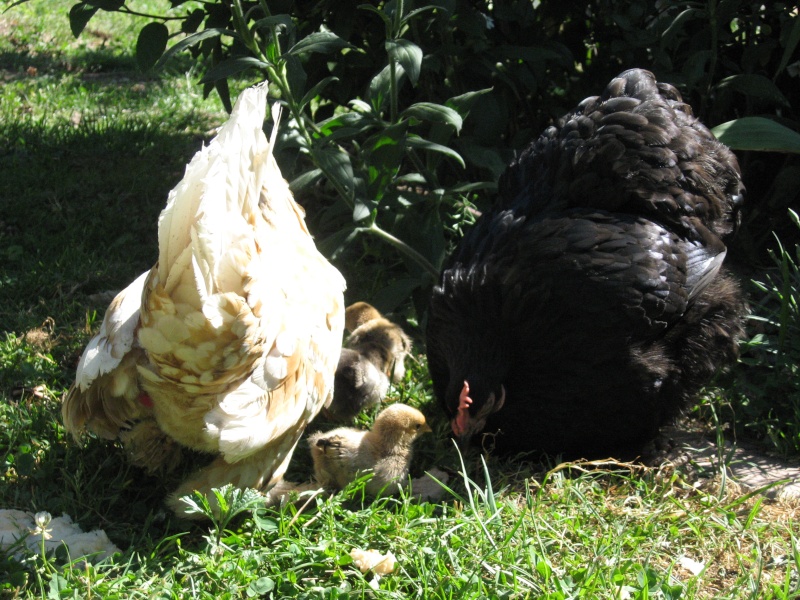 Poussins Sabelpoot? J'espère!! (à votre avis?) P_00810