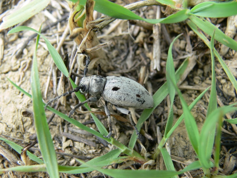 [Maculatodorcadion quadrimaculatum quadrimaculatum]  Dorcad11