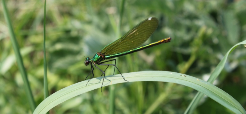 Grillon, sauterelle, demoiselles et autres insectes Demois13