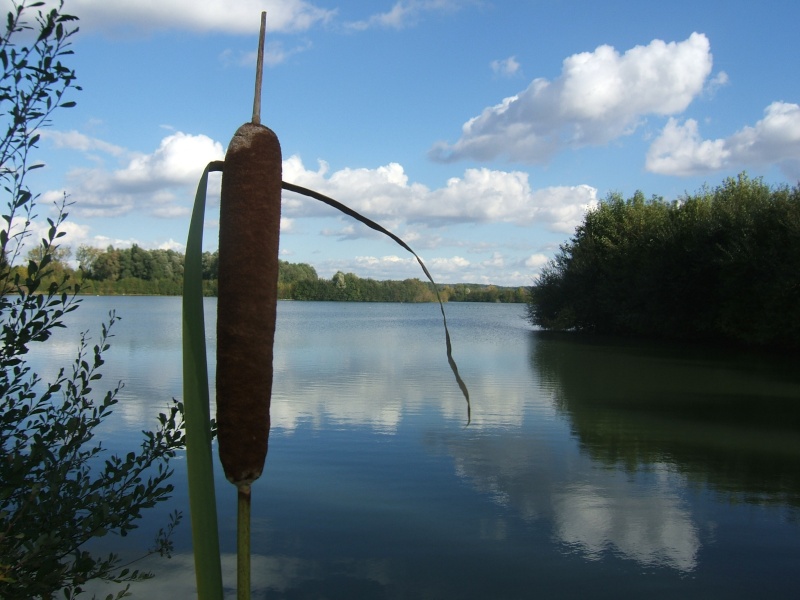 Lac de la Chartre sur le Loir Dscf8411