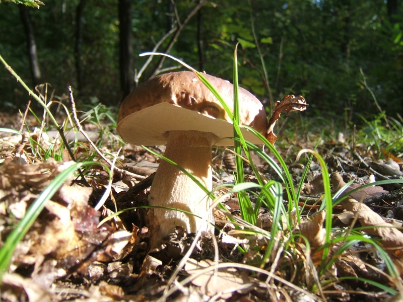les premiers champignons dans le sud Sarthe Dscf8415