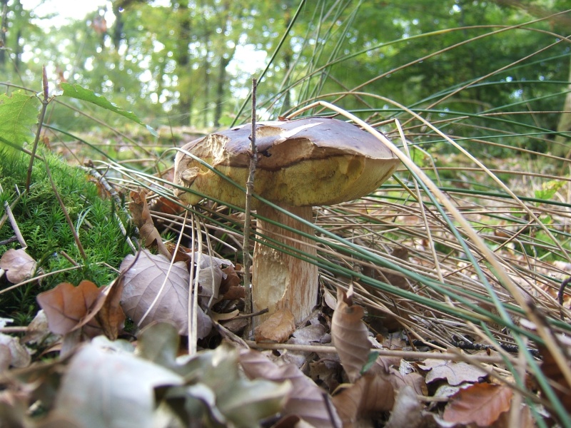 les premiers champignons dans le sud Sarthe Dscf8510