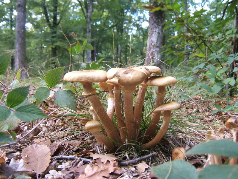 les premiers champignons dans le sud Sarthe Dscf8514