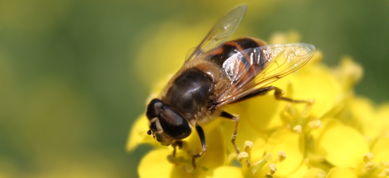 Grillon, sauterelle, demoiselles et autres insectes Insect14