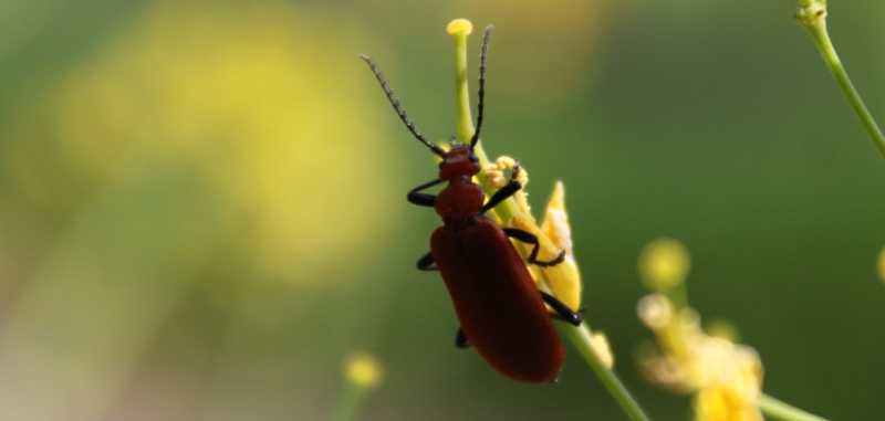 Grillon, sauterelle, demoiselles et autres insectes Insect17