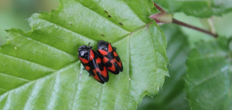 Grillon, sauterelle, demoiselles et autres insectes Insect27