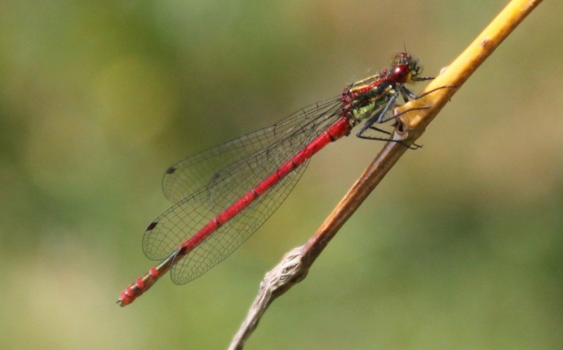 Grillon, sauterelle, demoiselles et autres insectes Libell25