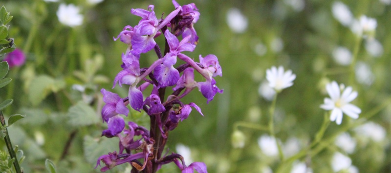 Le temps des orchidées en sarthe a commencé !! Orchid20