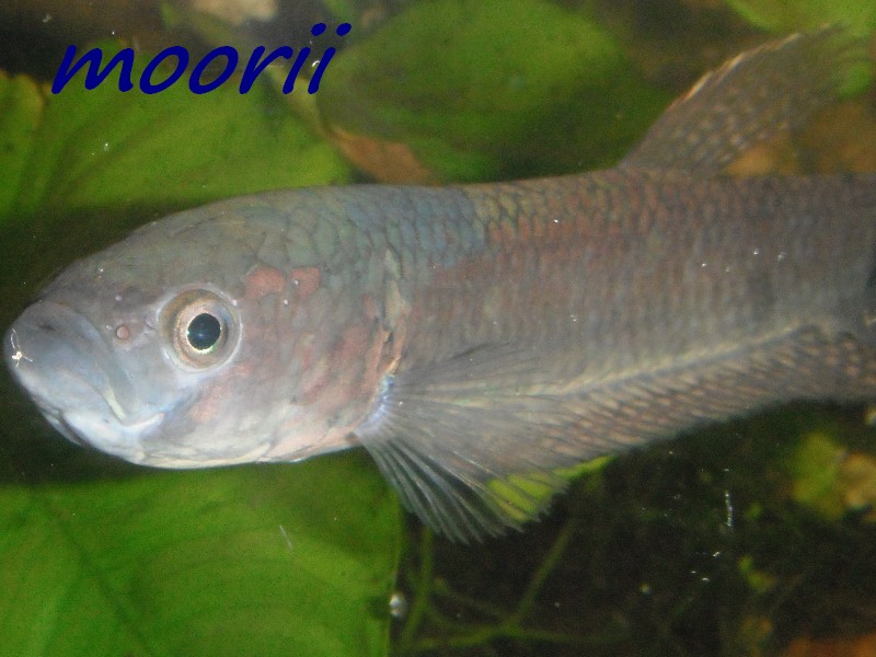 Betta ocellata " Tawau Kampong Imam" (Borneo).  2810