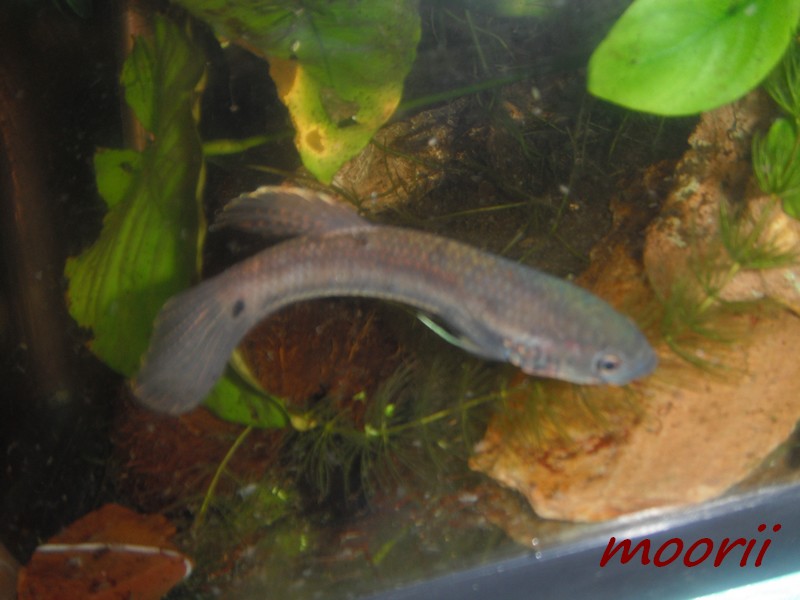 Betta ocellata " Tawau Kampong Imam" (Borneo).  4310