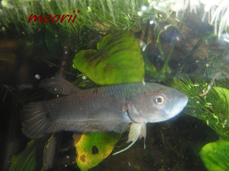 Betta ocellata " Tawau Kampong Imam" (Borneo).  4710