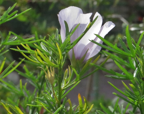 derniers sursauts du jardin 032_5010