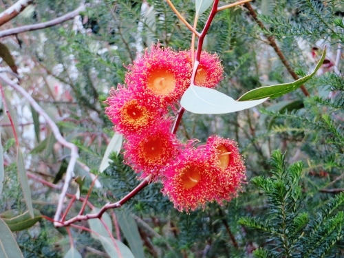 Eucalyptus leucoxylon subsp. megalocarpa Fyte_d10