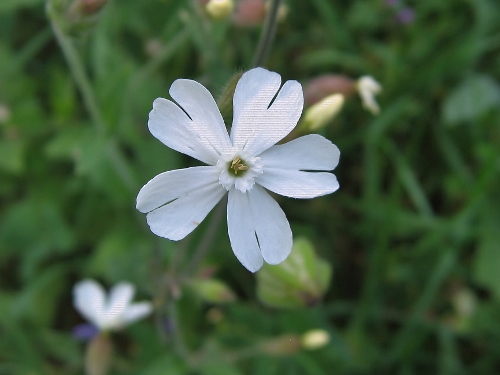 Silene latifolia ssp. alba - compagnon blanc Nature10