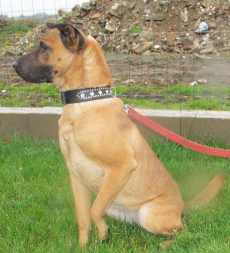 Gouda xsharpei 3 ans (76) SOS Toutous de Normandie  500_e110