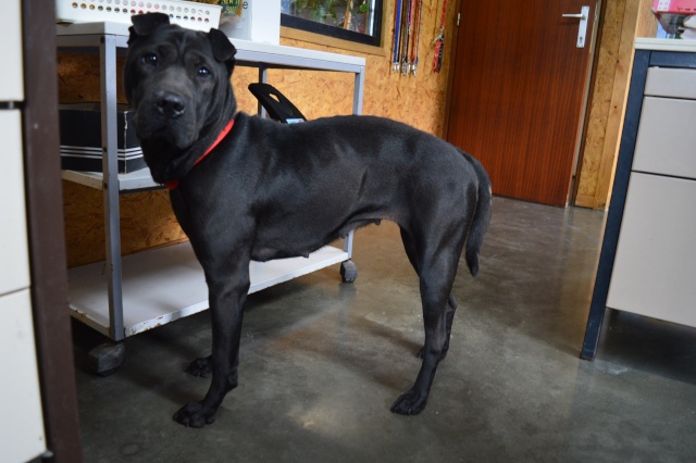 Princesse xsharpei 1 an et 8 mois Refuge De Beaussart A.S.B.L Dsc_0013