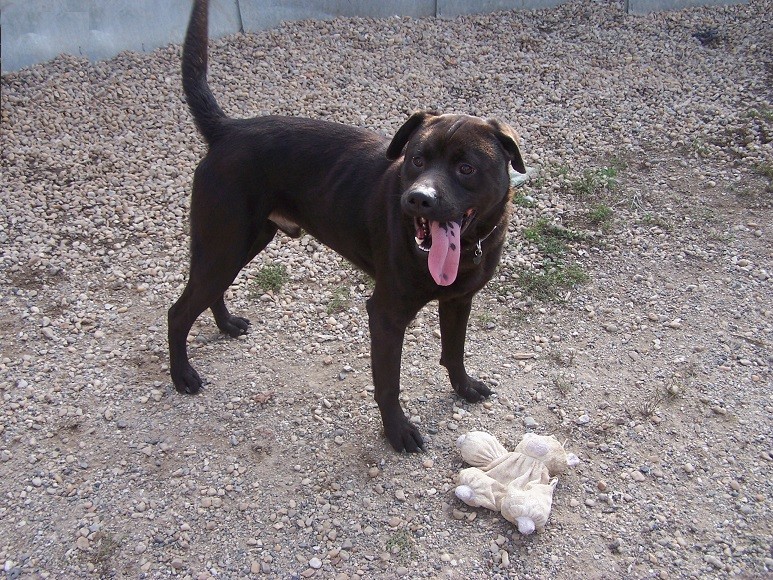 Oslow xsharpei 3 ans (46) Refuge Canin Lotois Oslo-110