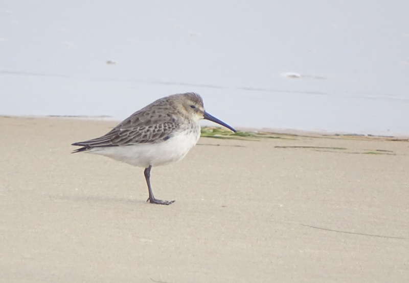 [Bécasseau variable] Un autre bécasseau de plage Dsc03911