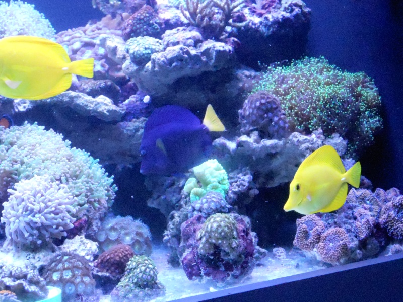 karlito's reef 3 Dscn2625