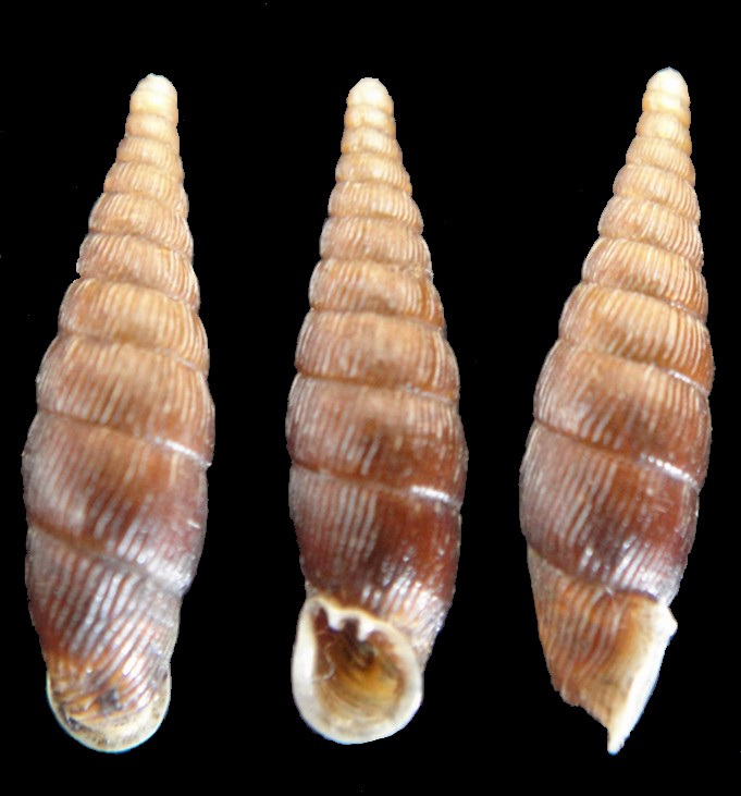 Macrogastra attenuata lineolata (Held, 1836) Clausi10