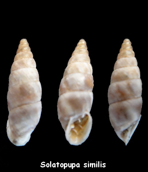 Solatopupa similis (Bruguière, 1792) Solato10