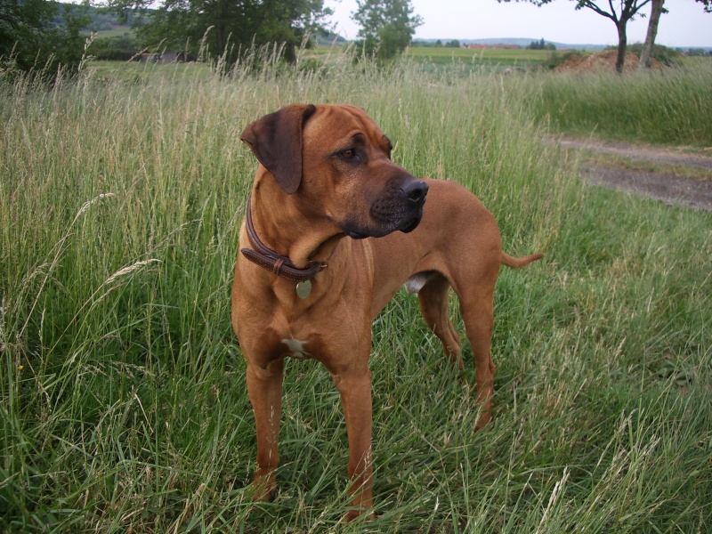 chiot à réserver!!! Imgp5710