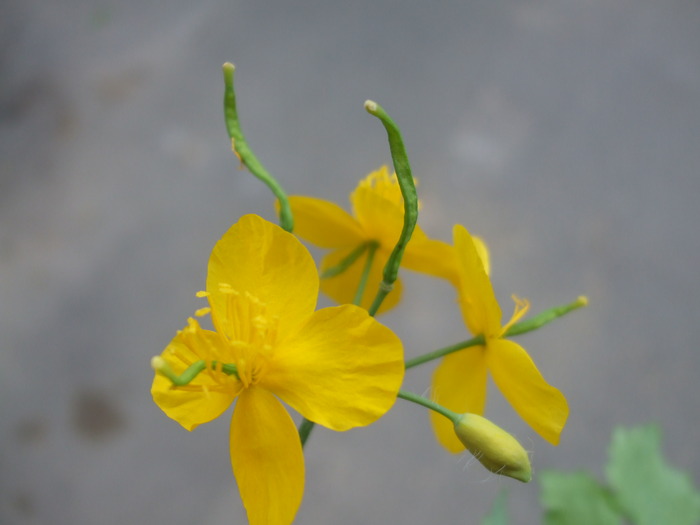 Chelidonium majus 14217910