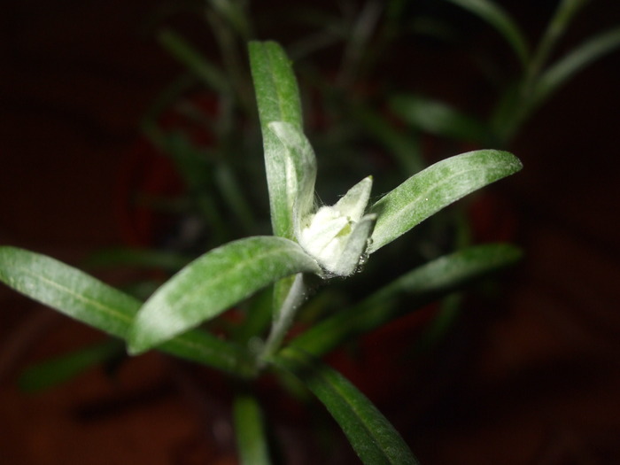 la culture de l'édelweiss /Leontopodium Alpinum 14879010