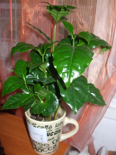Le caféier  (Coffea arabica)-comme plante d'intérieur  Le caféier 15896910