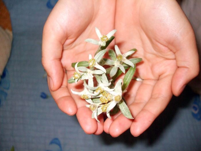 la culture de l'édelweiss /Leontopodium Alpinum 16240214