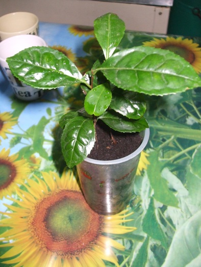 Le théier (Camellia sinensis) 16671410