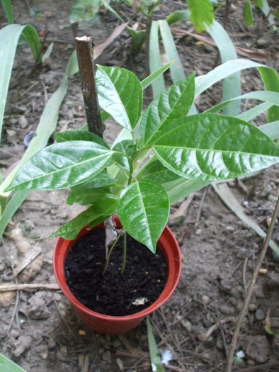 passiflora 19791610