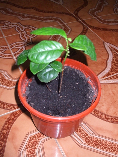 Le théier (Camellia sinensis) 21718910
