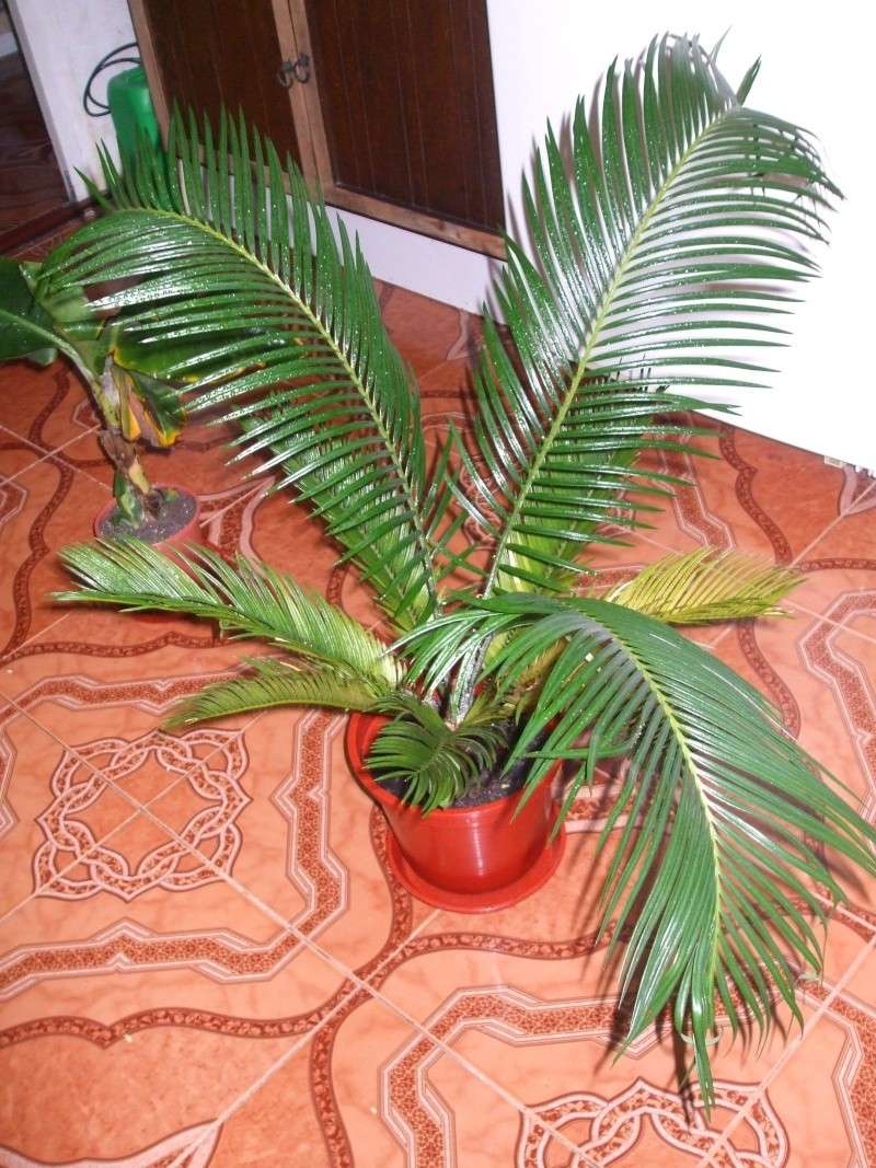 cycas revoluta Dscf3922