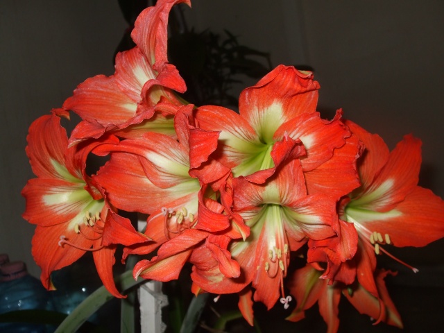 Amaryllis (hippeastrum) -culture, entretien, floraison Dscf3931