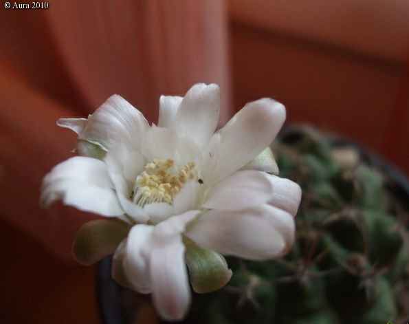 les cactus d'intérieur  Gbpix_11