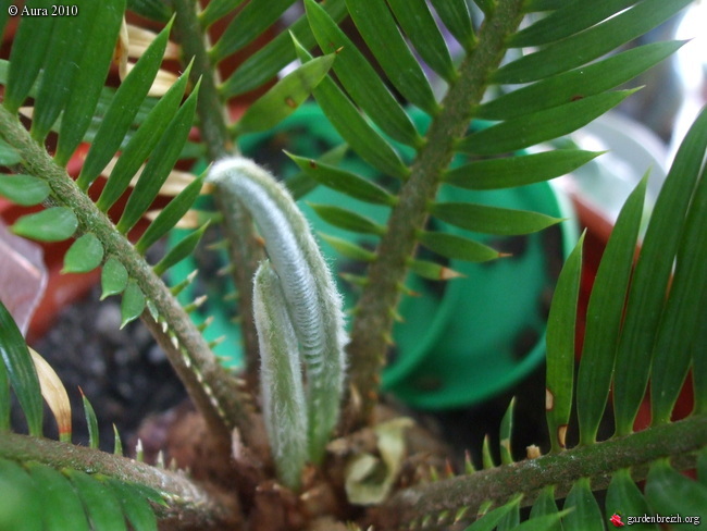 cycas revoluta  Gbpix_26