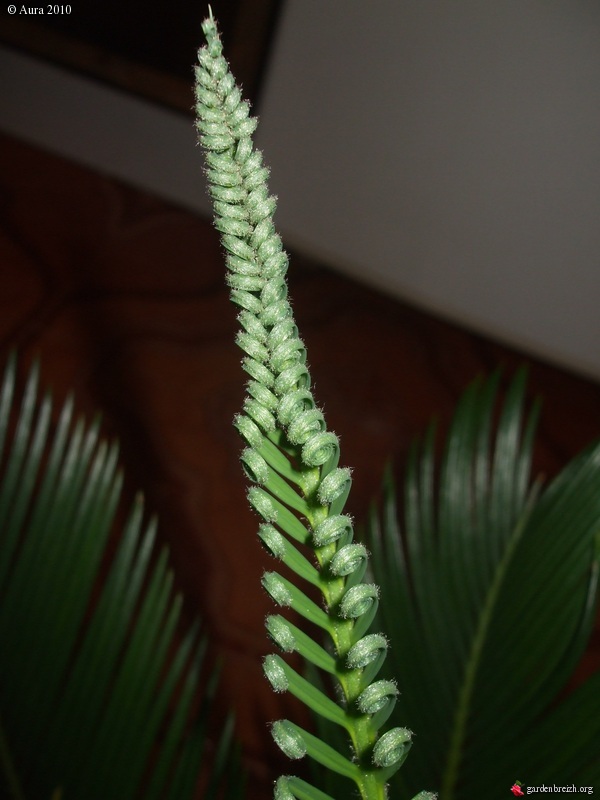 cycas revoluta  Gbpix_27