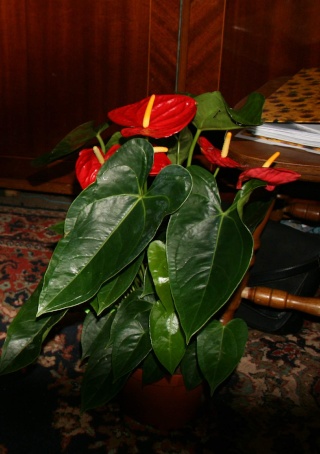 anthurium bonsai Img_6911