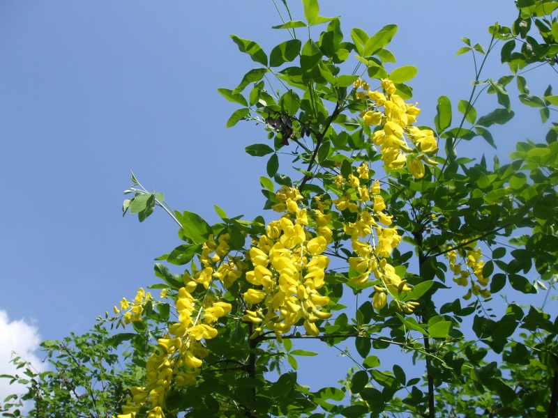 Laburnum anagiroides Laburn10