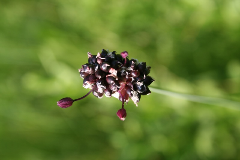 Belle plante de champ inconnue Plante10