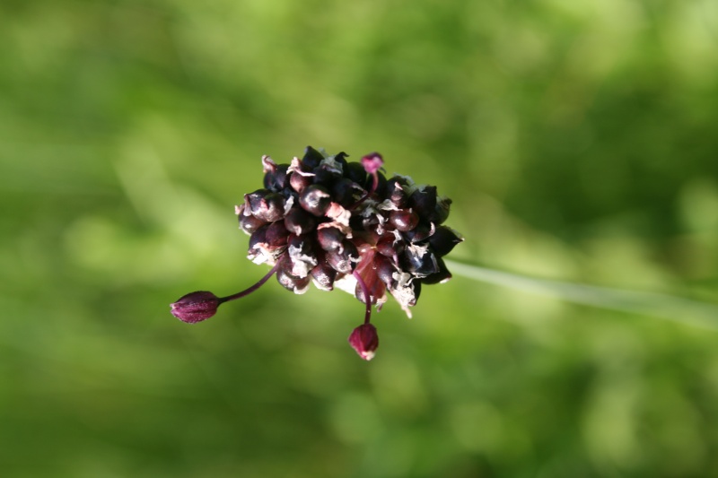 Belle plante de champ  inconnue Plante10