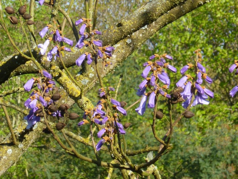 Paulownia Tomentosa 00233