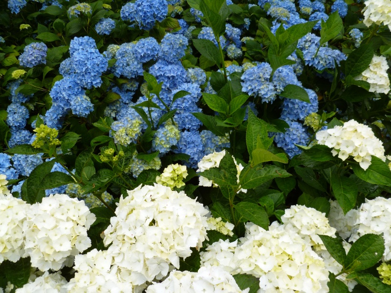 hortensias - Hortensias  00244