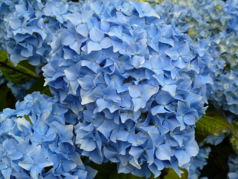 hortensias - Hortensias  00424