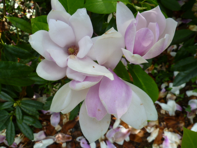 Magnolias - Page 6 00515