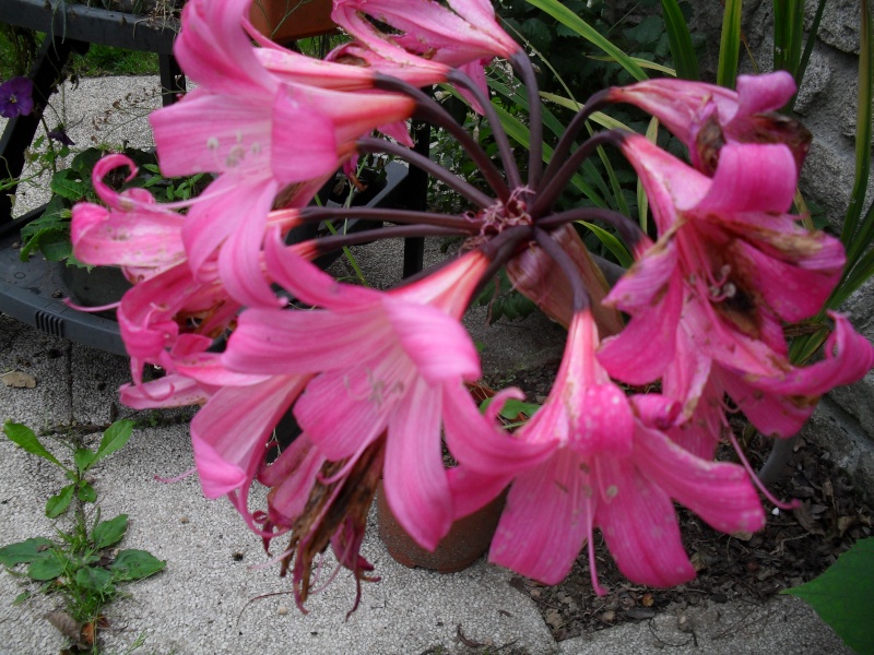 Amaryllis (hippeastrum) -culture, entretien, floraison 00610